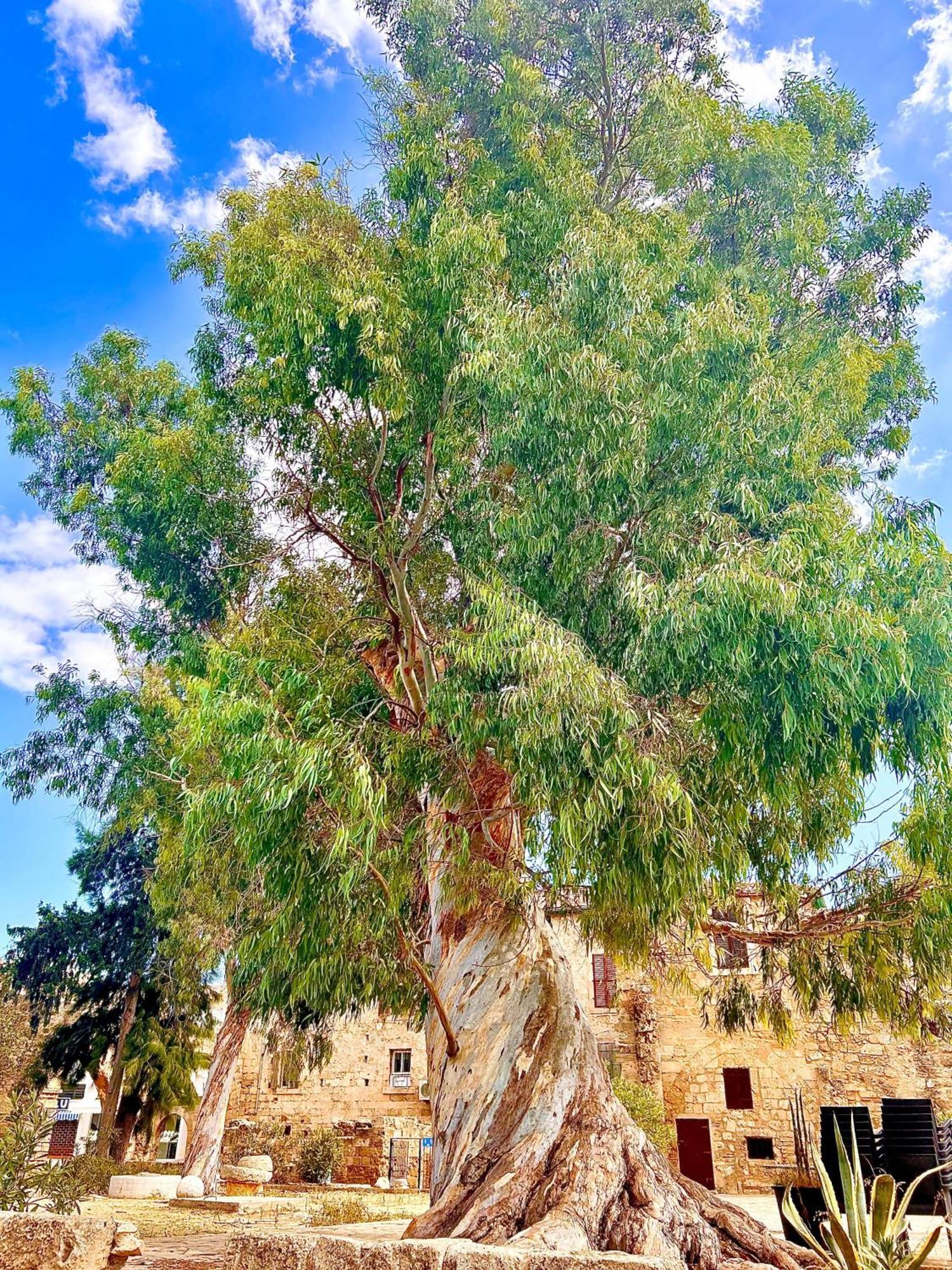 Royal Goddess Guest House, Walled City Famagusta  Zewnętrze zdjęcie